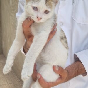 واگذاري رايگان گربه