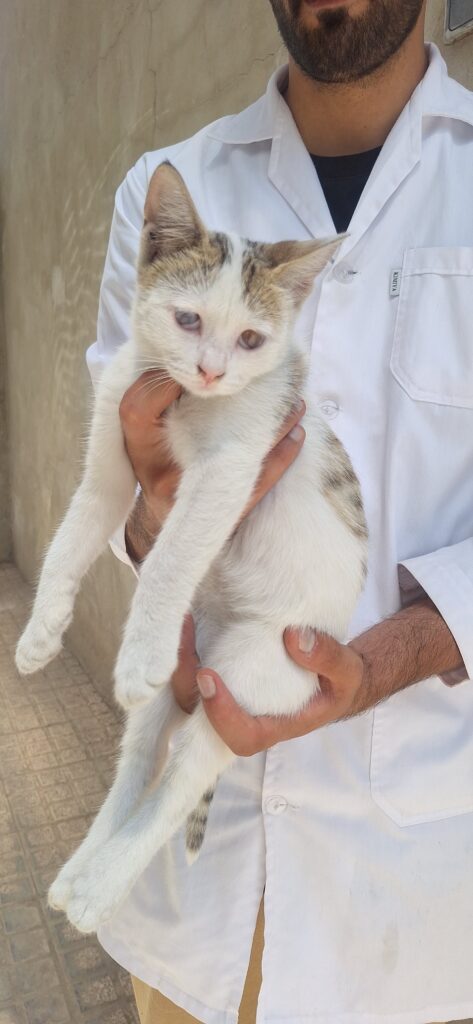 واگذاري رايگان گربه