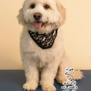 پسر یک ساله تریر