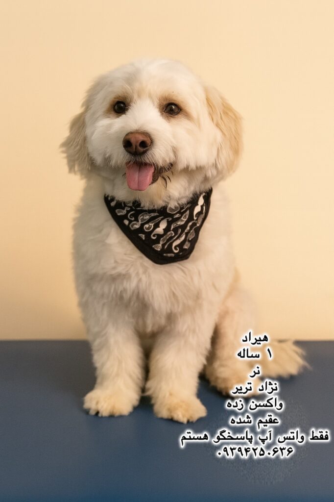 پسر یک ساله تریر