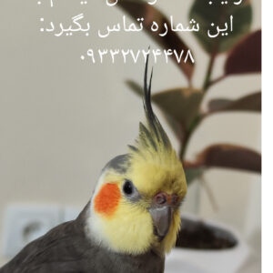 عروس هلندی گمشده