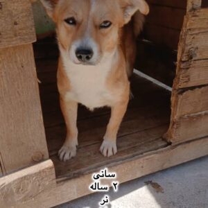 پسر دو ساله اشپیتز (سانی)