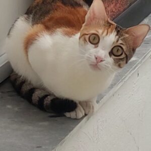 گربه گمشده