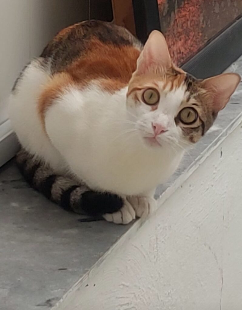 گربه گمشده