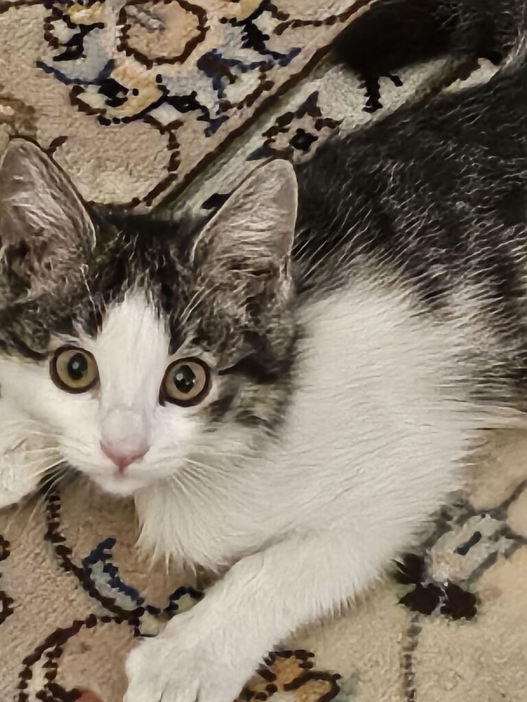 واگذاری رایگان گربه ماده چهار ماه و نیمه