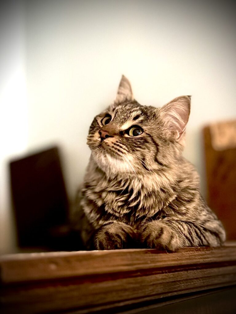 سیاوش ❤️