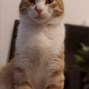 سیمبا گربه نارنجی