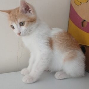 واگذاری بچه گربه ماده ۴۵روزه