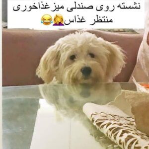 واگذاری شیتزو کراس