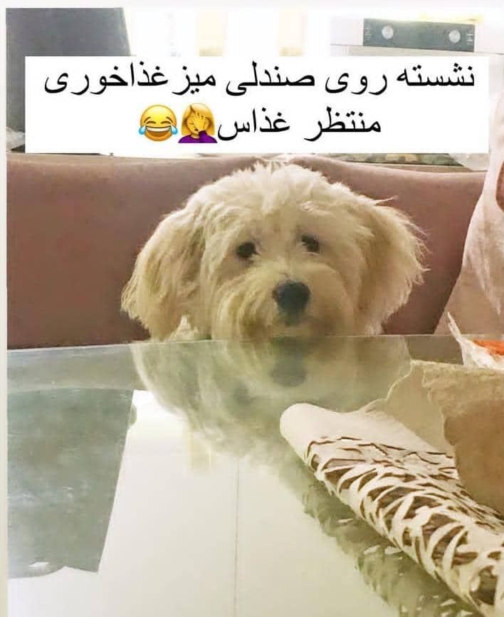 واگذاری شیتزو کراس