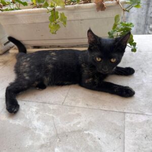 واگذاری رایگان  دو بچه گربه ۵ ماهه