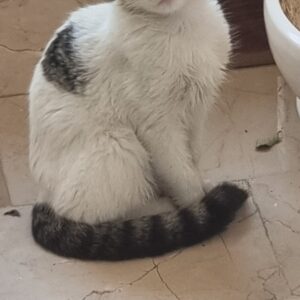 واگذاری گربه