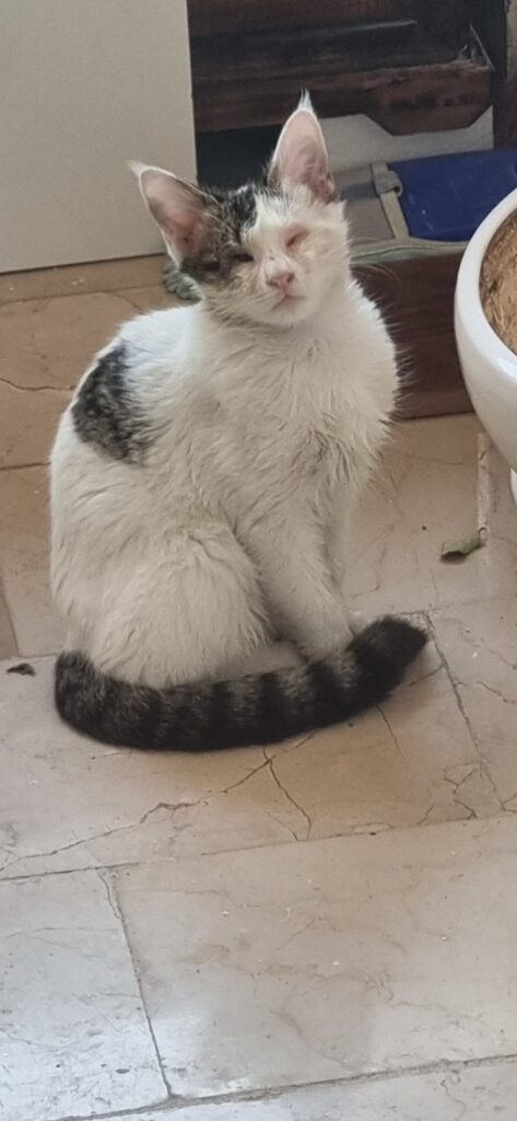 واگذاری گربه