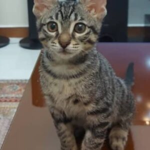 واگذاری گربه DSH