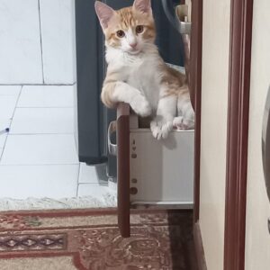 واگذاری یک خر گربه