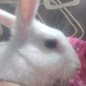 خرگوش