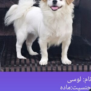 واگذاری به خانواده
