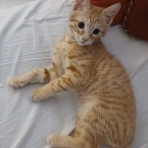 واگذاری گربه DSH
