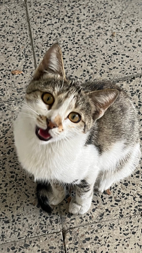 بچه گربه ۵ ماهه (ماده)