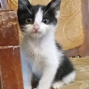 واگذاری گربه