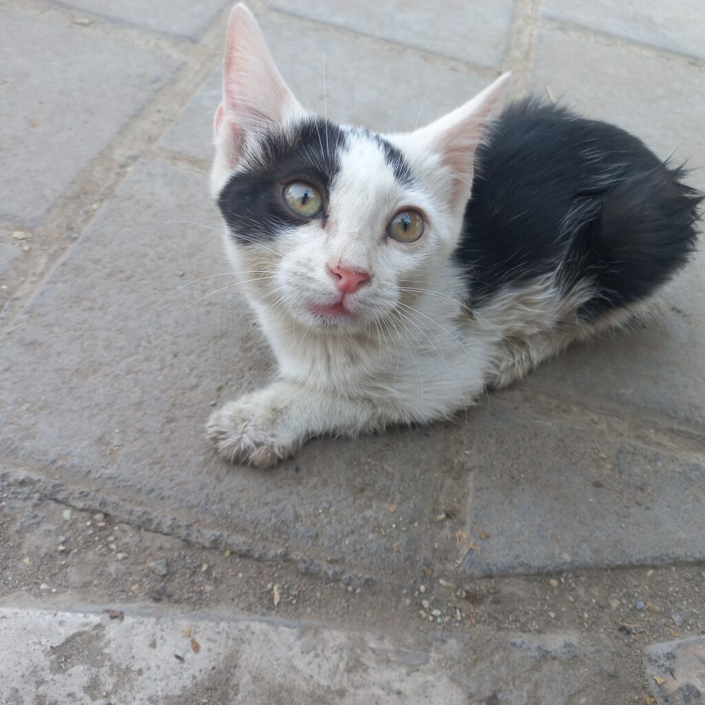 بچه گربه