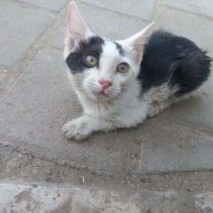 بچه گربه