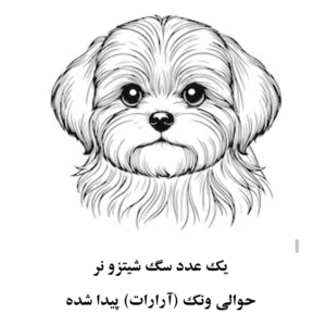 سگ شیتزو نر