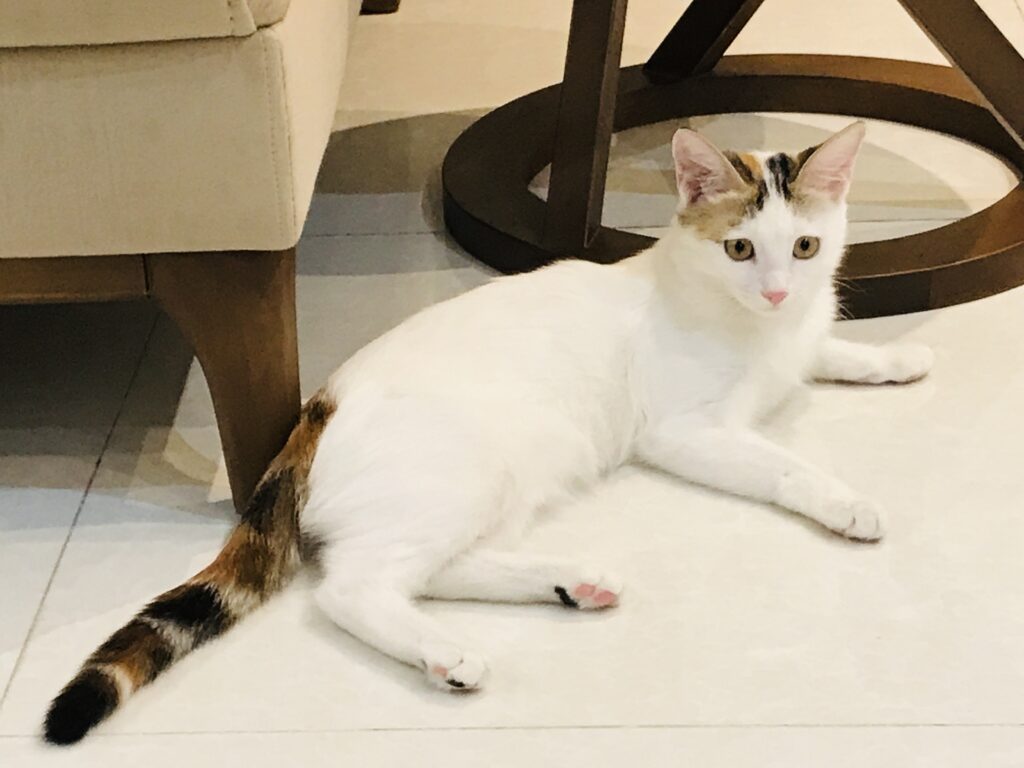گربه ماده شناسنامه دار