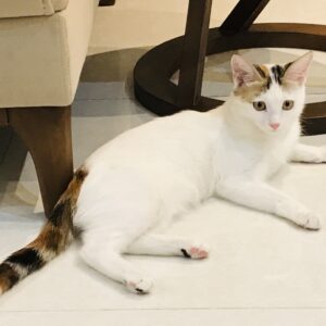 گربه ماده شناسنامه دار