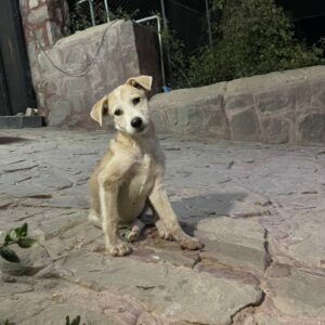 واگذاری رایگان سگ تری‌یر چهار ماهه، ماده..