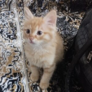 واگذاری دوتا گربع