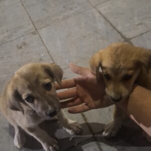 دو تا  توله میکس پاپی زیبا