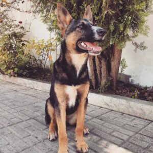 نگهبان ژرمن / ماینویز