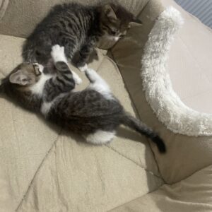 واگذاري گربه ١ ماهه