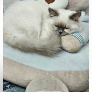 گربه بنام برفی نه ماه اش ماده نژاد همالیا