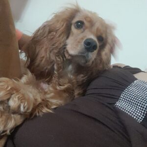سگ گمشده