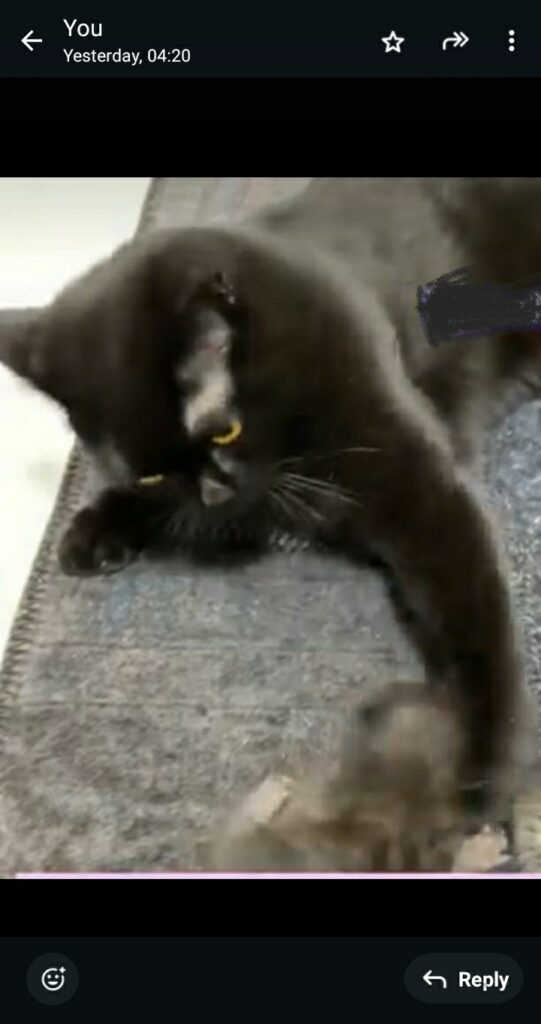 ماده مشکی عقیم شده