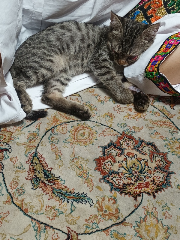 واگذاری بچه گربه ماده