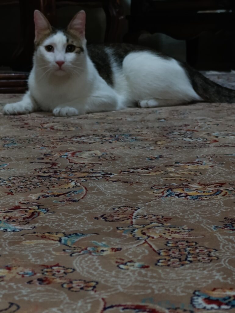 گربه واگذاری