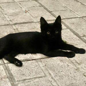 واگذاری رایگان بچه گربه نر سه ماهه