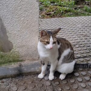 سرپرست برای گربه