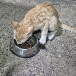 بچه گربه دو ماهه DSH