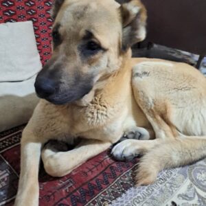 سگ گمشده