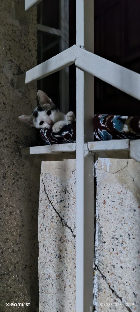 واگذاری گربه ۲ماهه