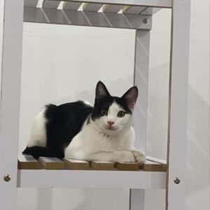 گربه تاکسیدو