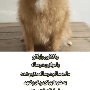 پامرانین روباهی