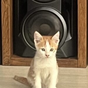 واگذاری یک جفت بچه گربه با هم