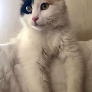 گربه DSH