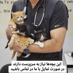 واگذاری بچه‌گربه‌ها – ۸ هفته‌ای، نر و ماده، واکسن‌خورده