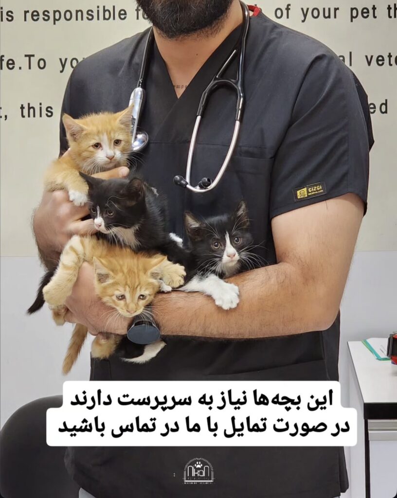 واگذاری بچه‌گربه‌ها – ۸ هفته‌ای، نر و ماده، واکسن‌خورده